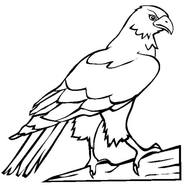 falcon clipart coloring