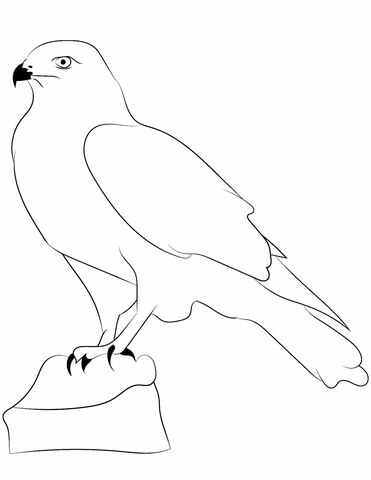 falcon clipart coloring