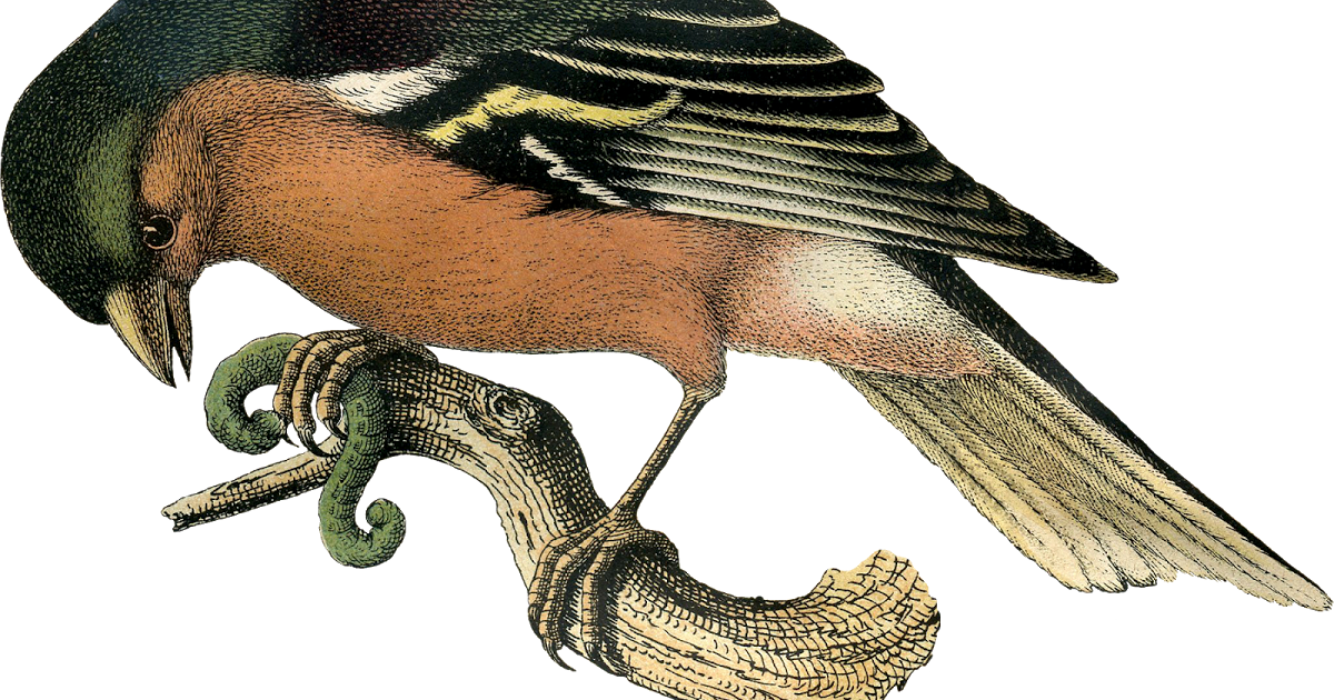 falcon clipart colourful bird