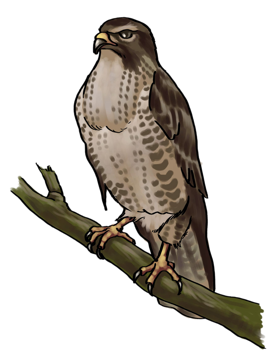 falcon clipart cooper's hawk