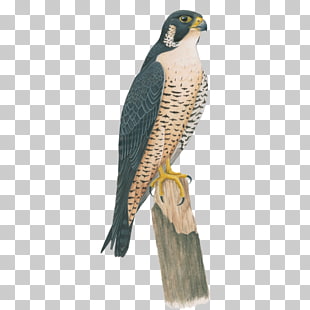 falcon clipart cooper's hawk