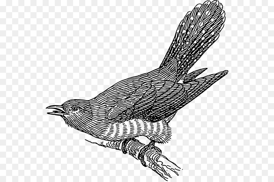 falcon clipart cuckoo bird