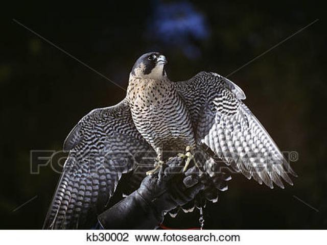 falcon clipart desert hawk