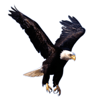 falcon clipart eagle landing