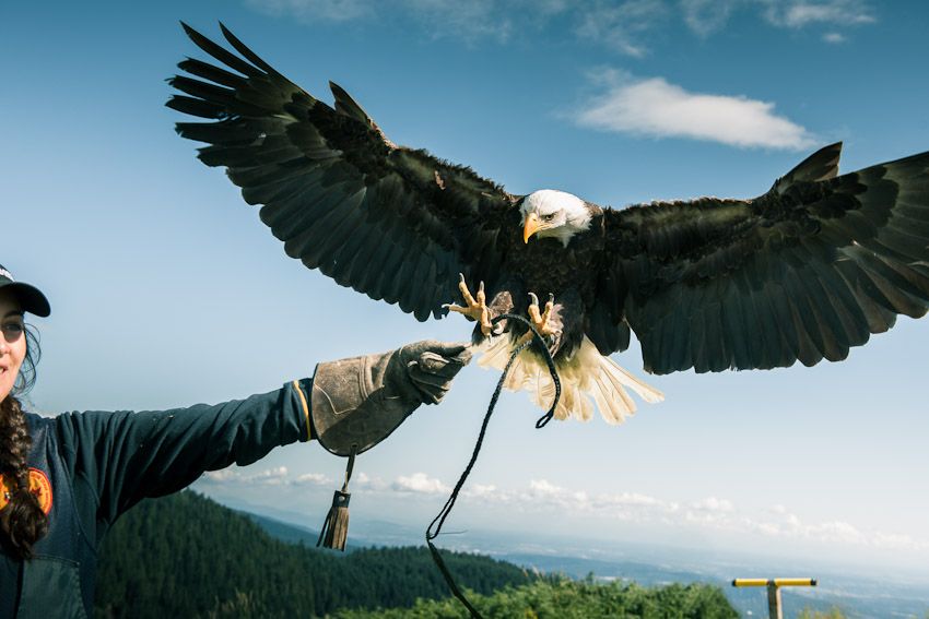 falcon clipart eagle landing