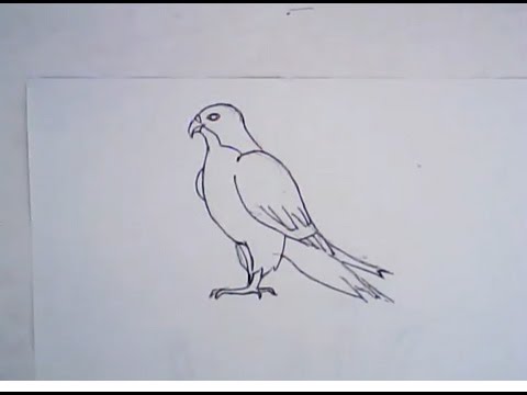 falcon clipart easy draw