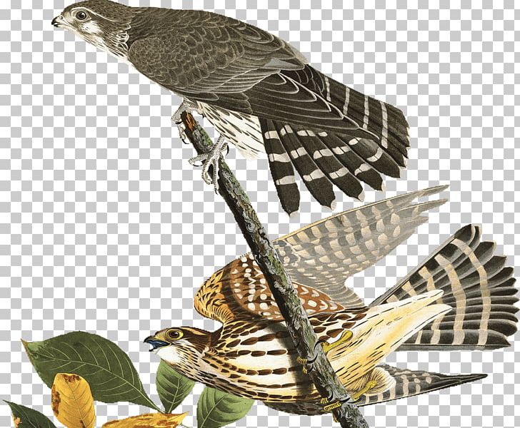 falcon clipart finch