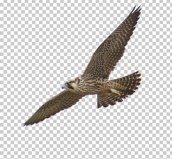 falcon clipart garden bird