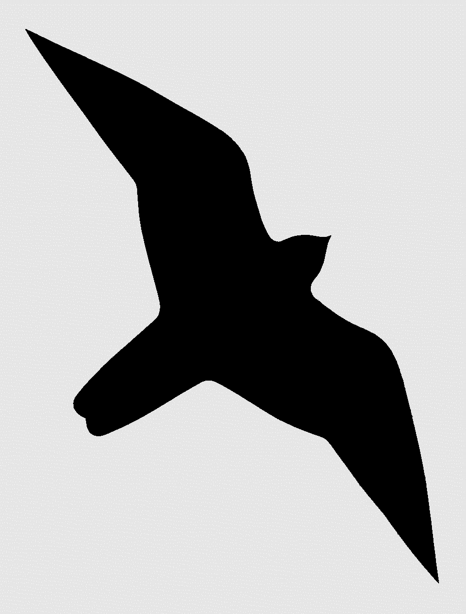 falcon clipart garden bird