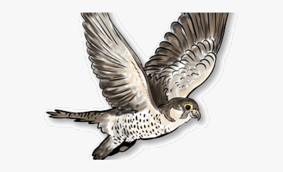 falcon clipart harrier