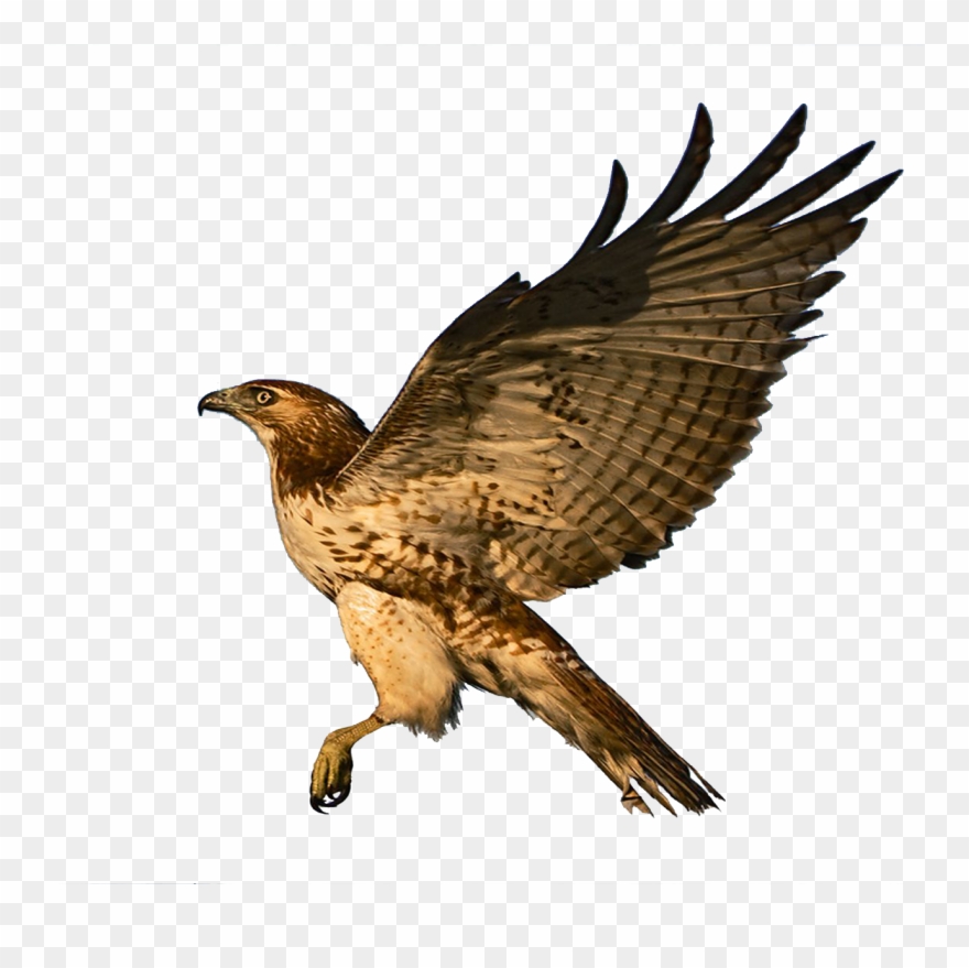 hawk clipart brown eagle