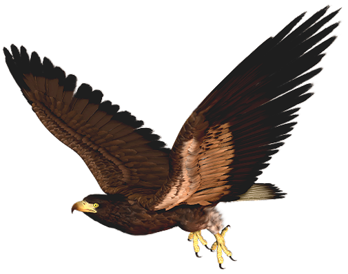 falcon clipart hawkclip