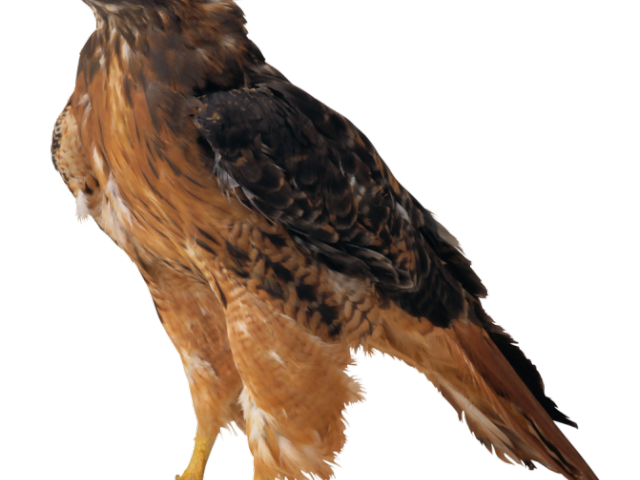 falcon clipart hawkclip