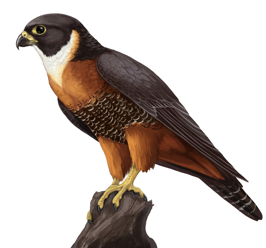 falcon clipart icon