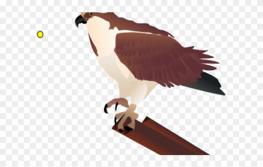 falcon clipart kite bird