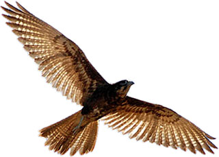 hawk clipart large bird
