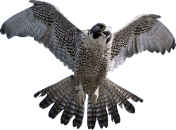 falcon clipart nighthawk