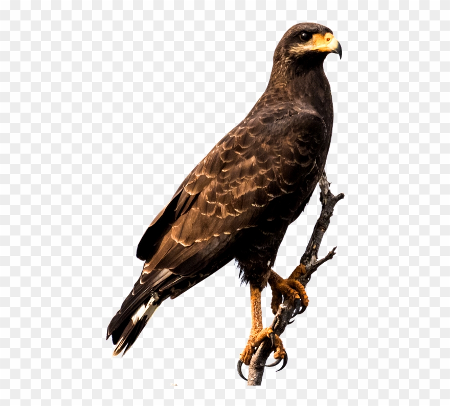 Falcon clipart raptor bird. Png eagle sitting 