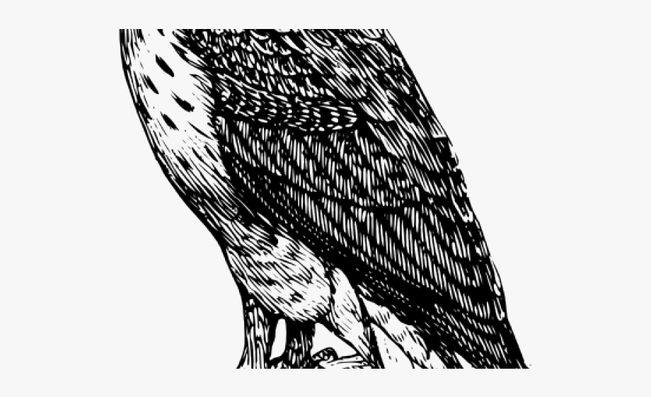 Harris hawk kite black. Falcon clipart raptor bird