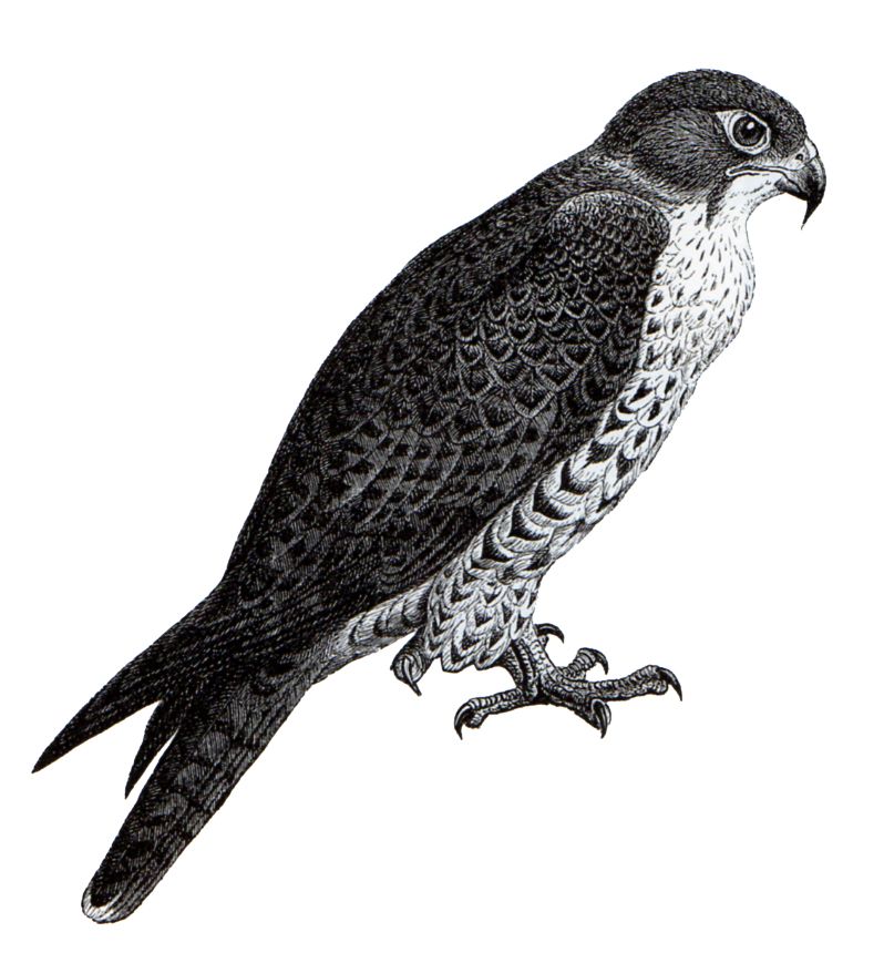 falcon clipart realistic animal