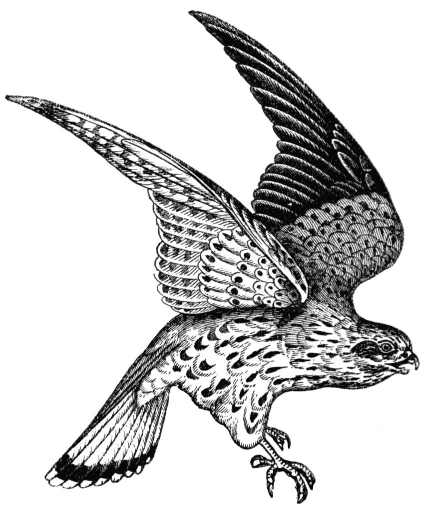 falcon clipart realistic animal