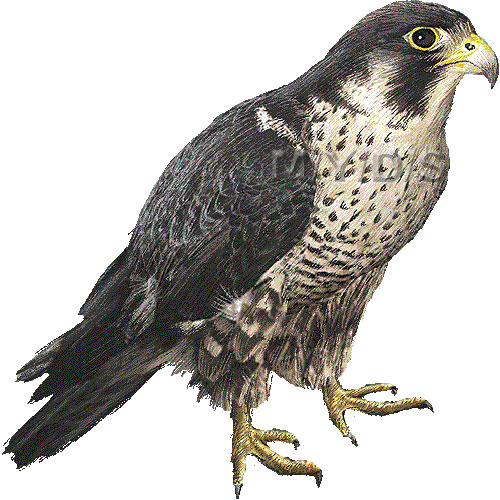 falcon clipart realistic