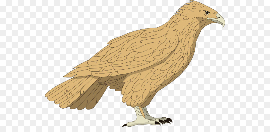 falcon clipart red tailed hawk