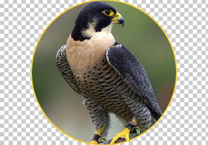 falcon clipart shaheen