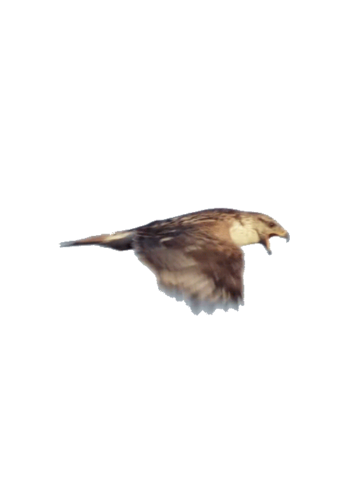 falcon clipart sparrow
