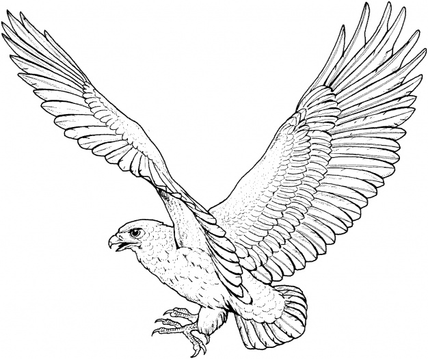 falcon clipart swooping