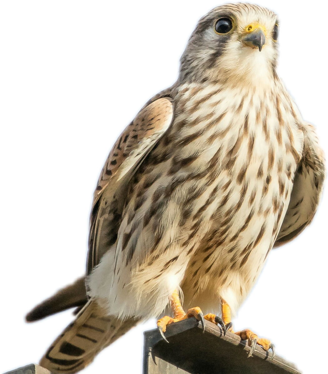 falcon clipart talon
