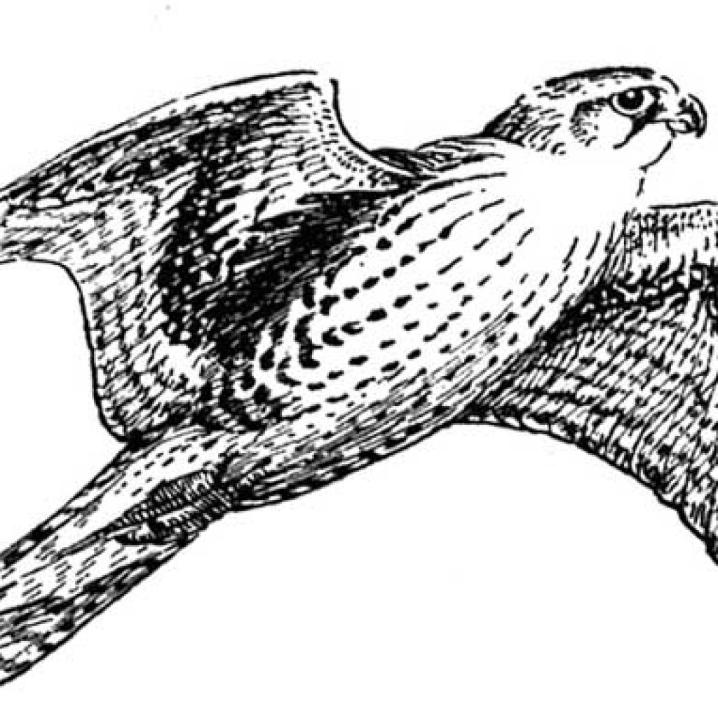 falcon clipart weaver bird