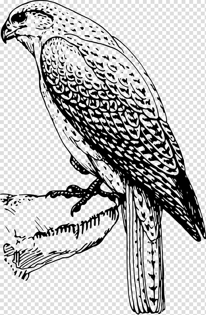 falcon clipart white background