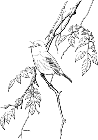 falcon clipart yellow warbler