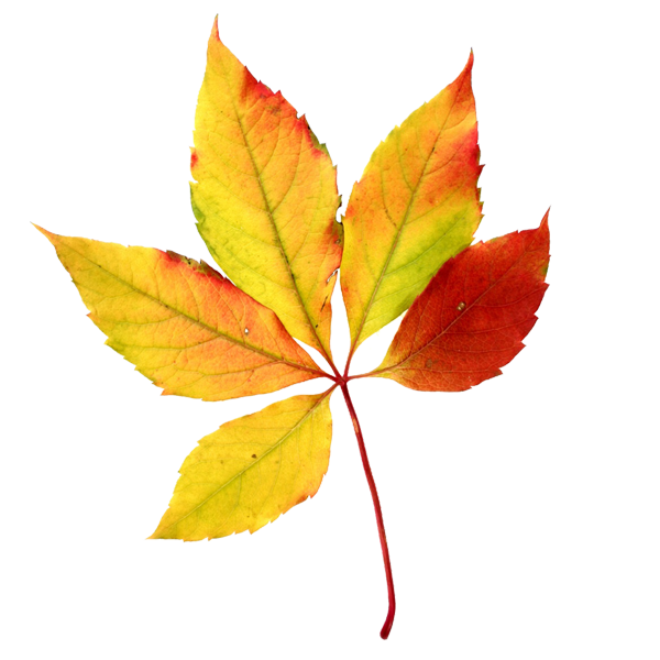 fall clipart 5 leave