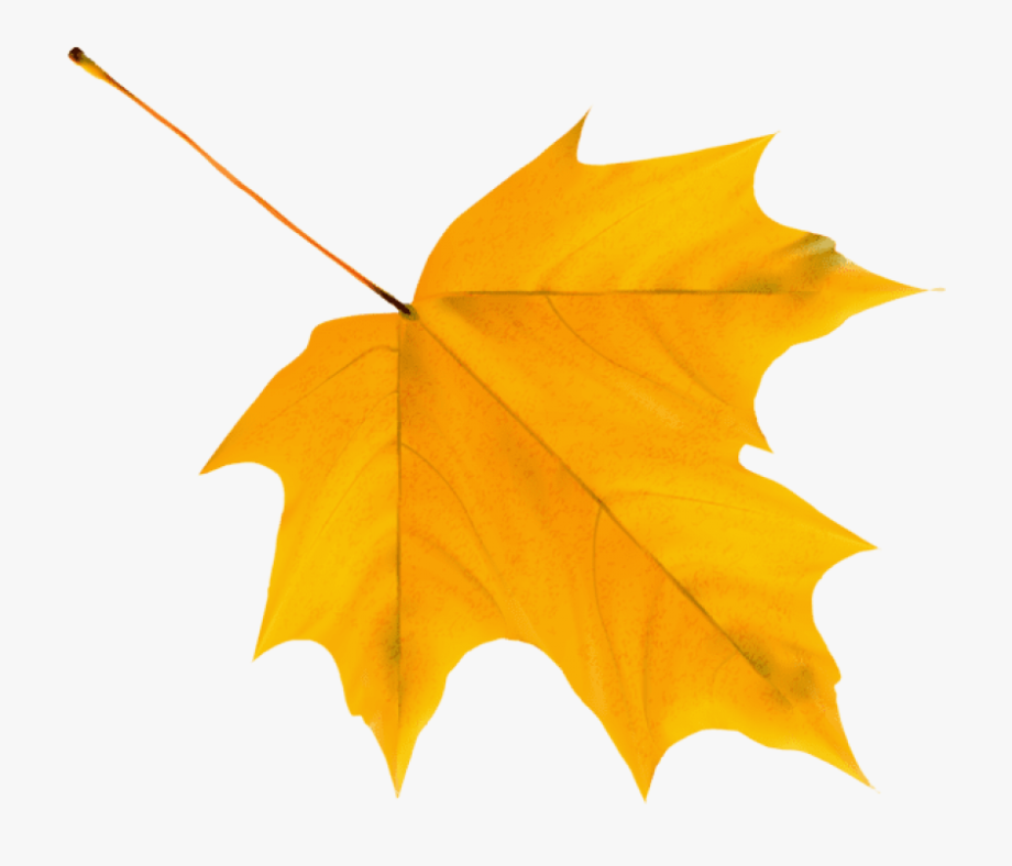 Leaves png . Fall clipart autumn leaf