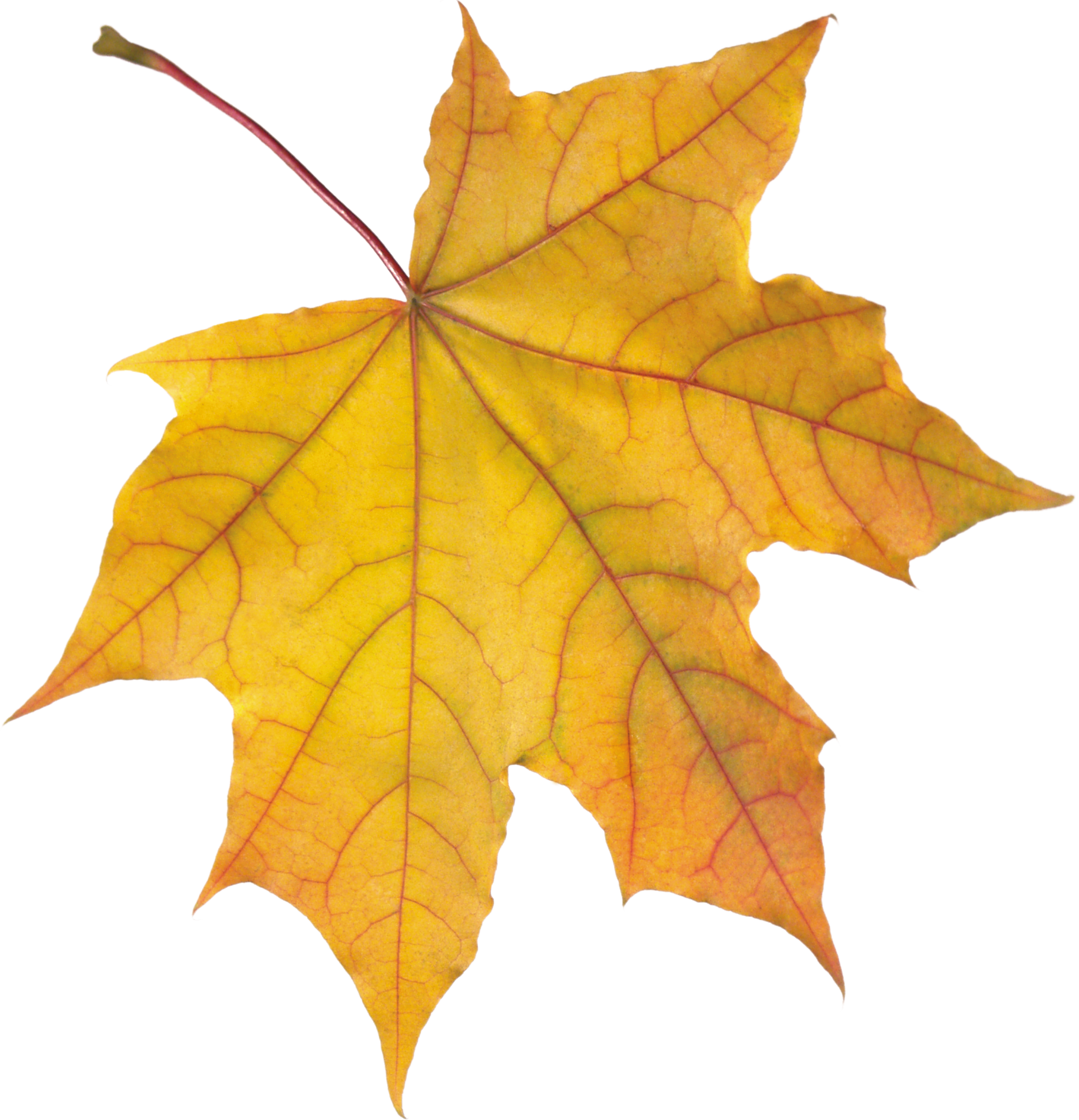 november clipart dry leaf