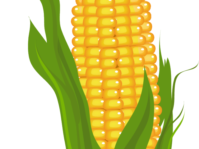fall clipart corn stalk