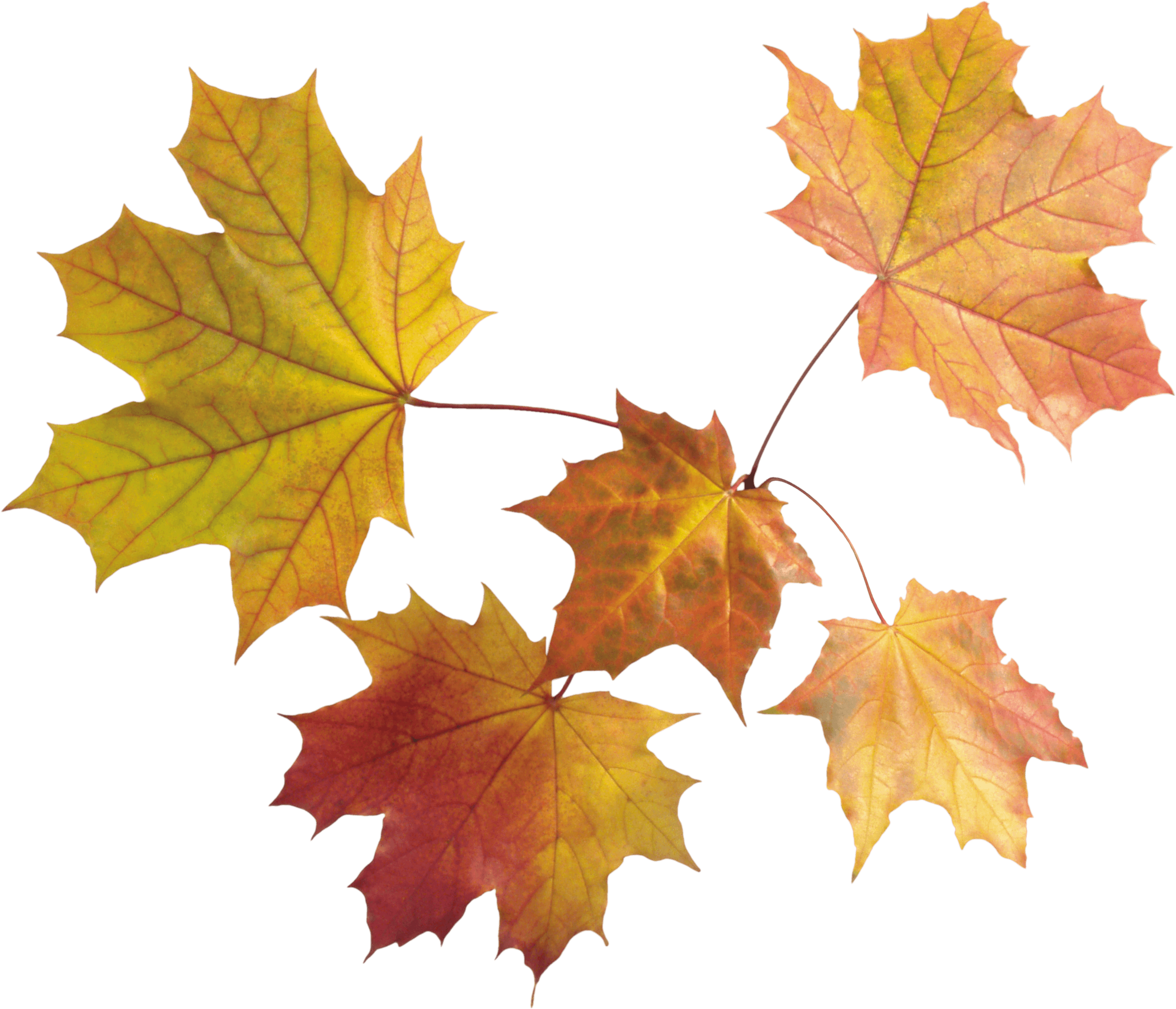fall clipart yellow leave