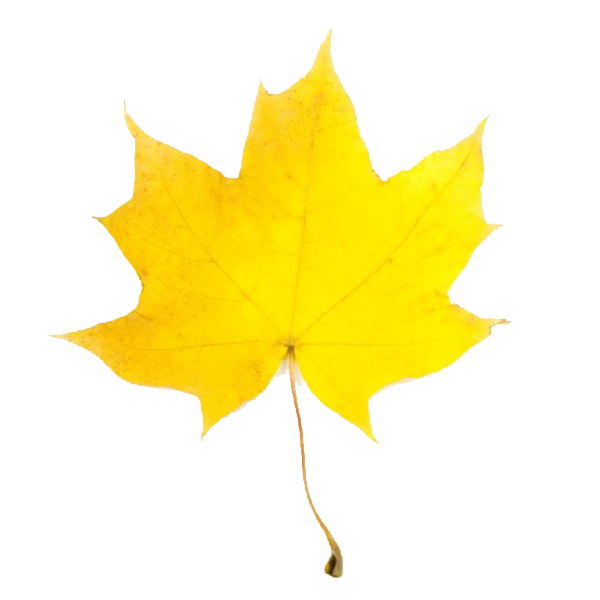fall clipart yellow leave