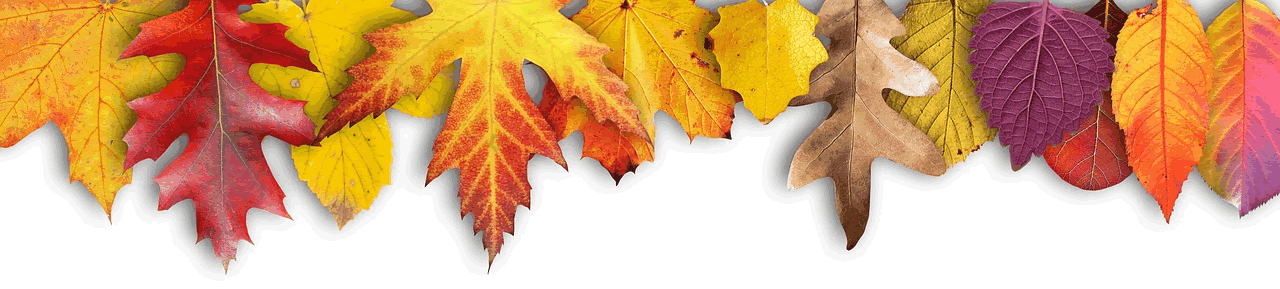  for free download. Fall leaf border png