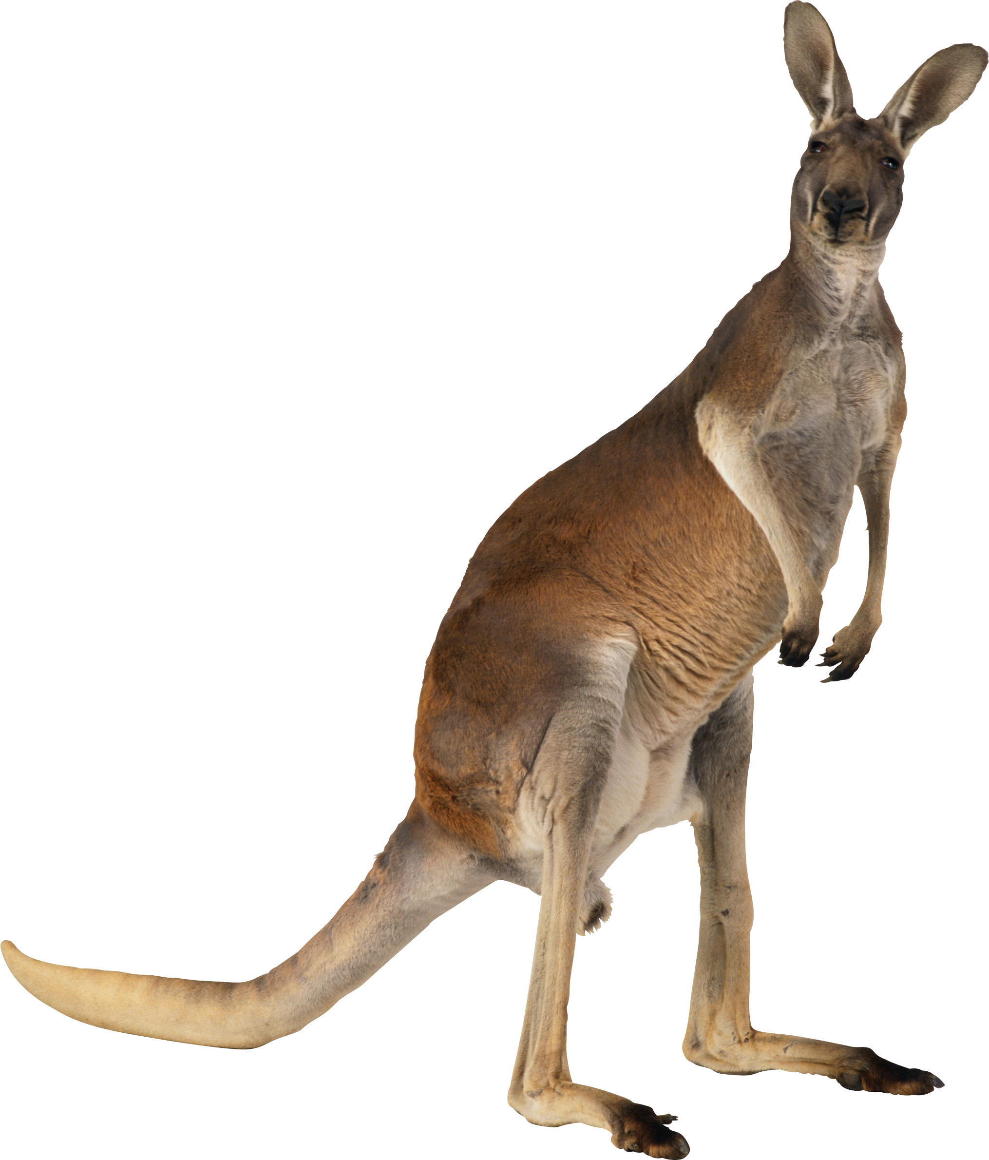 Png images free download. Feet clipart kangaroo
