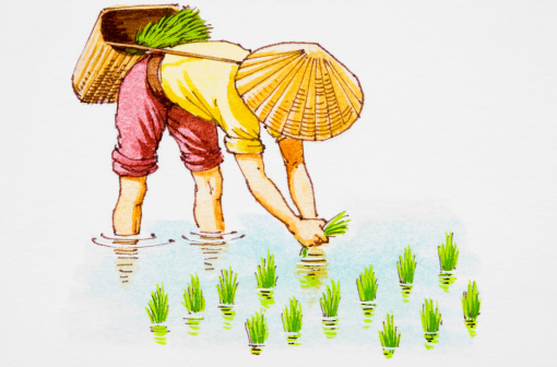farmer clipart rice farmer