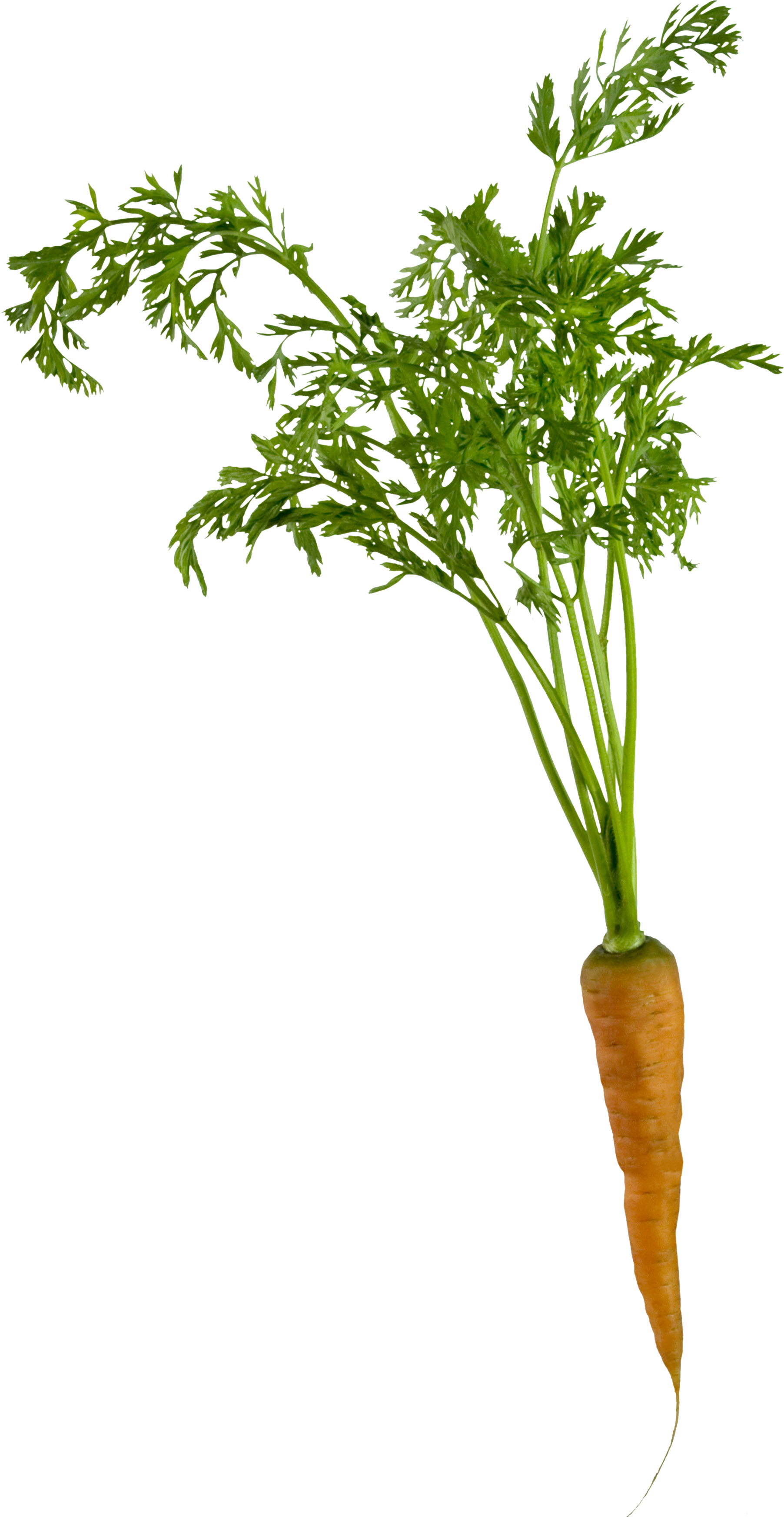 farmers clipart carrot