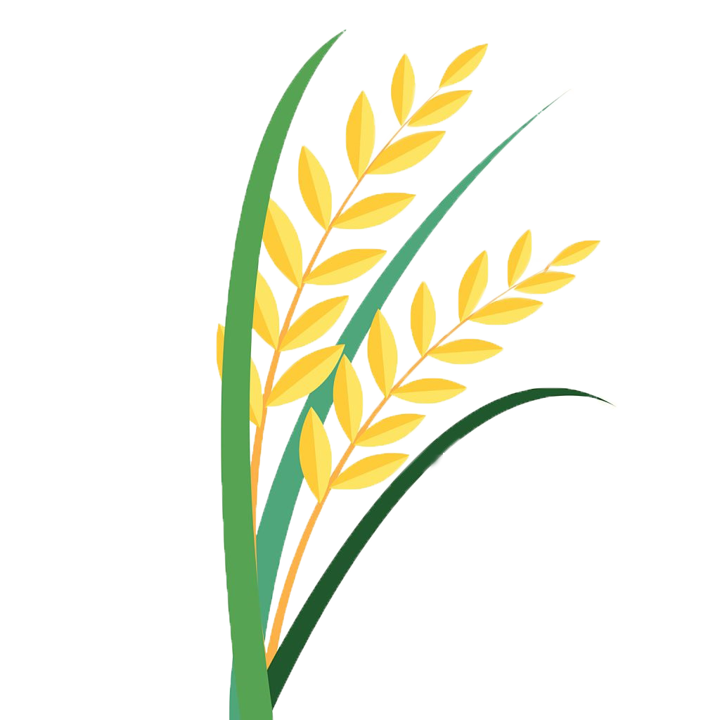 grains clipart paddy