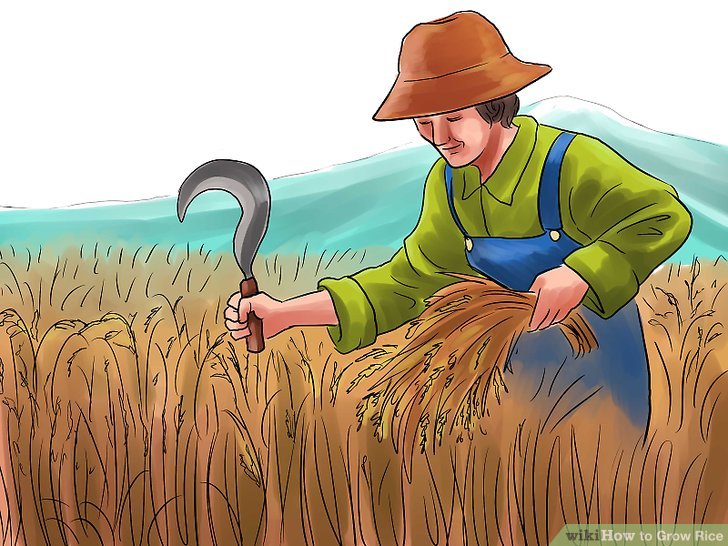 farmers clipart paddy cultivation
