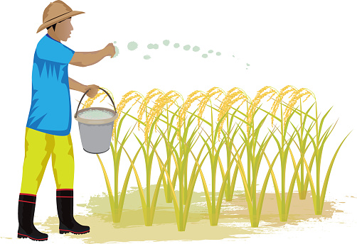 farmers clipart rice farmer