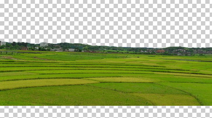 farming clipart plain field