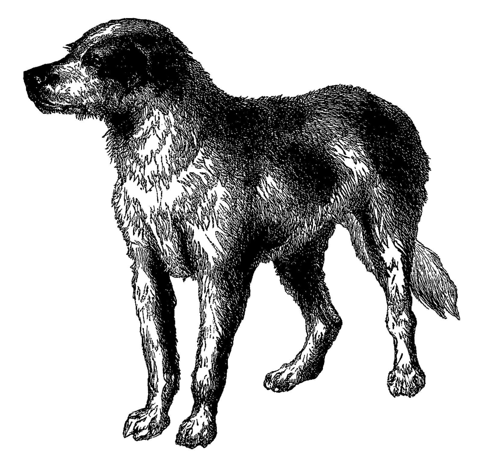 Antique images vintage breed. Fashion clipart dog