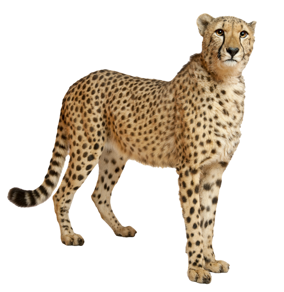 leg clipart cheetah